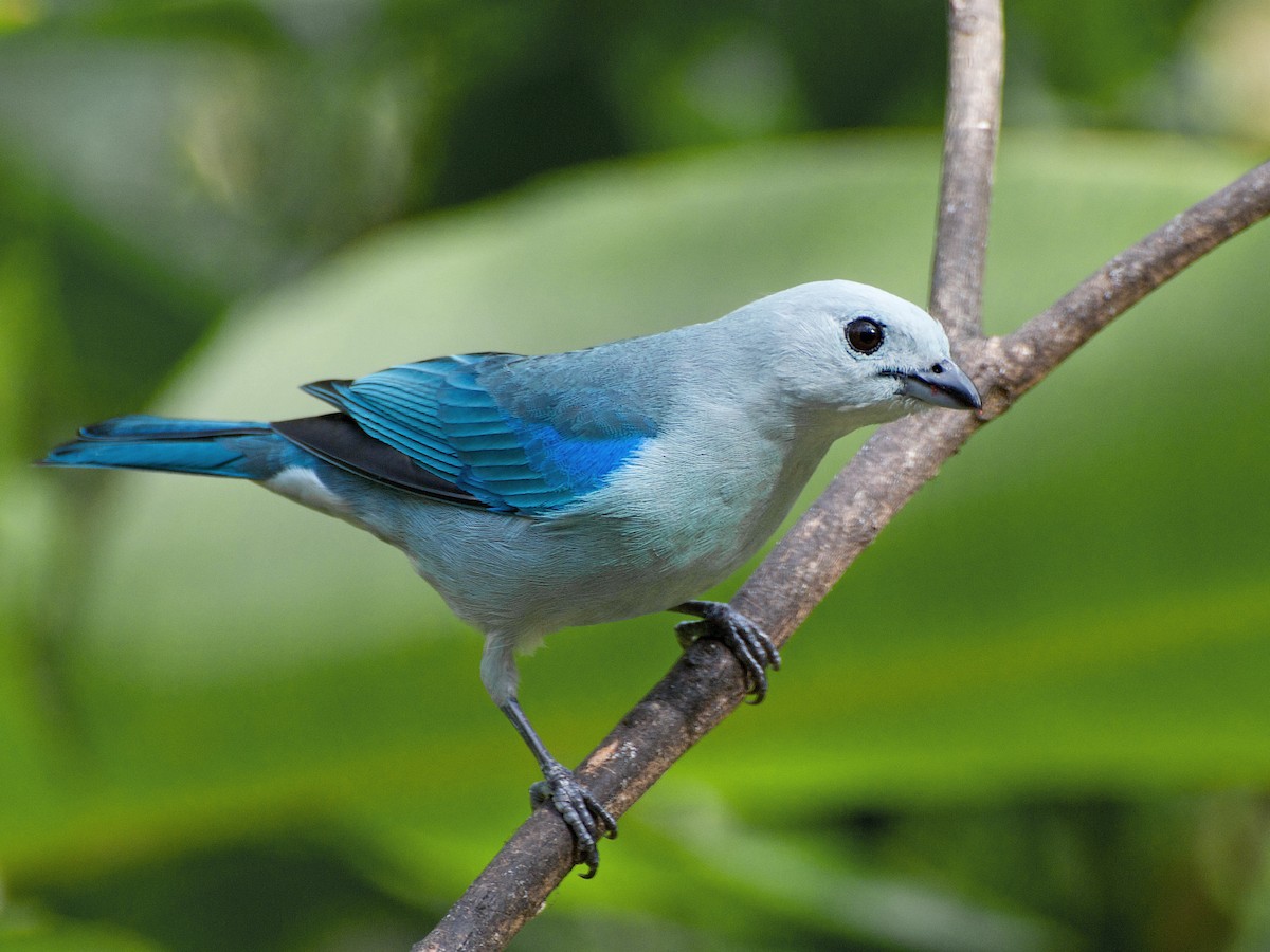 Blue-gray Tanager - Thraupis episcopus - Birds of the World