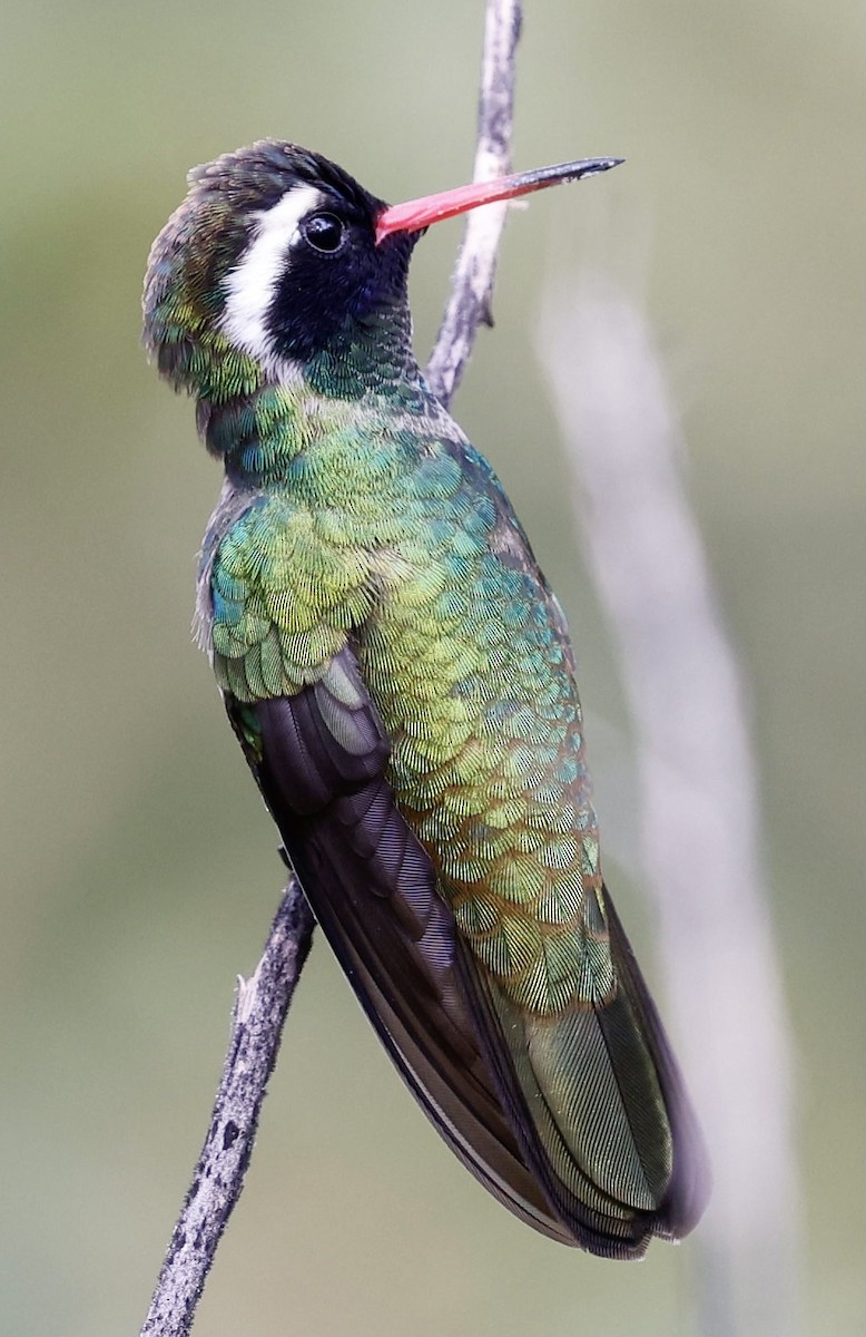 kolibřík bělouchý - ML395312251