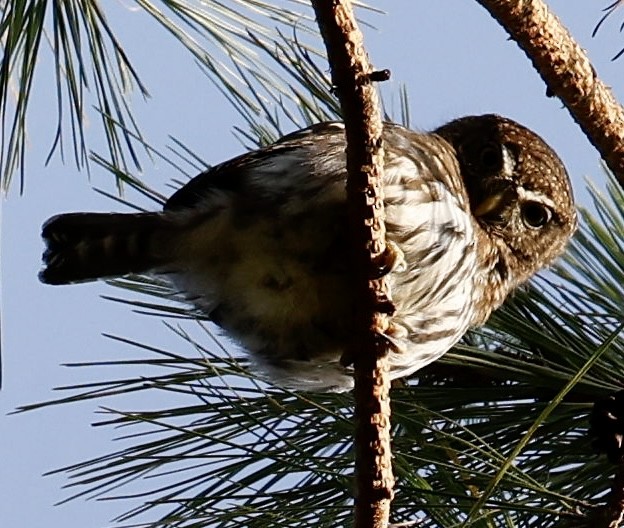 Northern Pygmy-Owl - Jeff Skevington