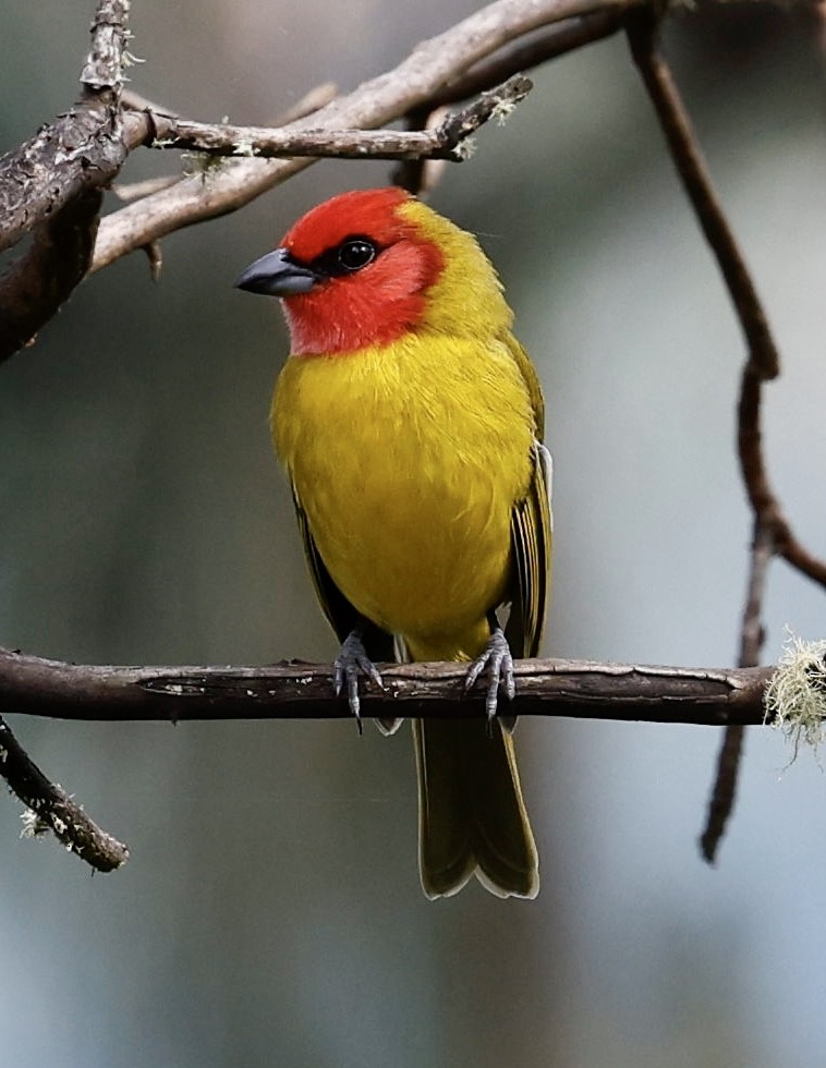 Red-headed Tanager - Jeff Skevington