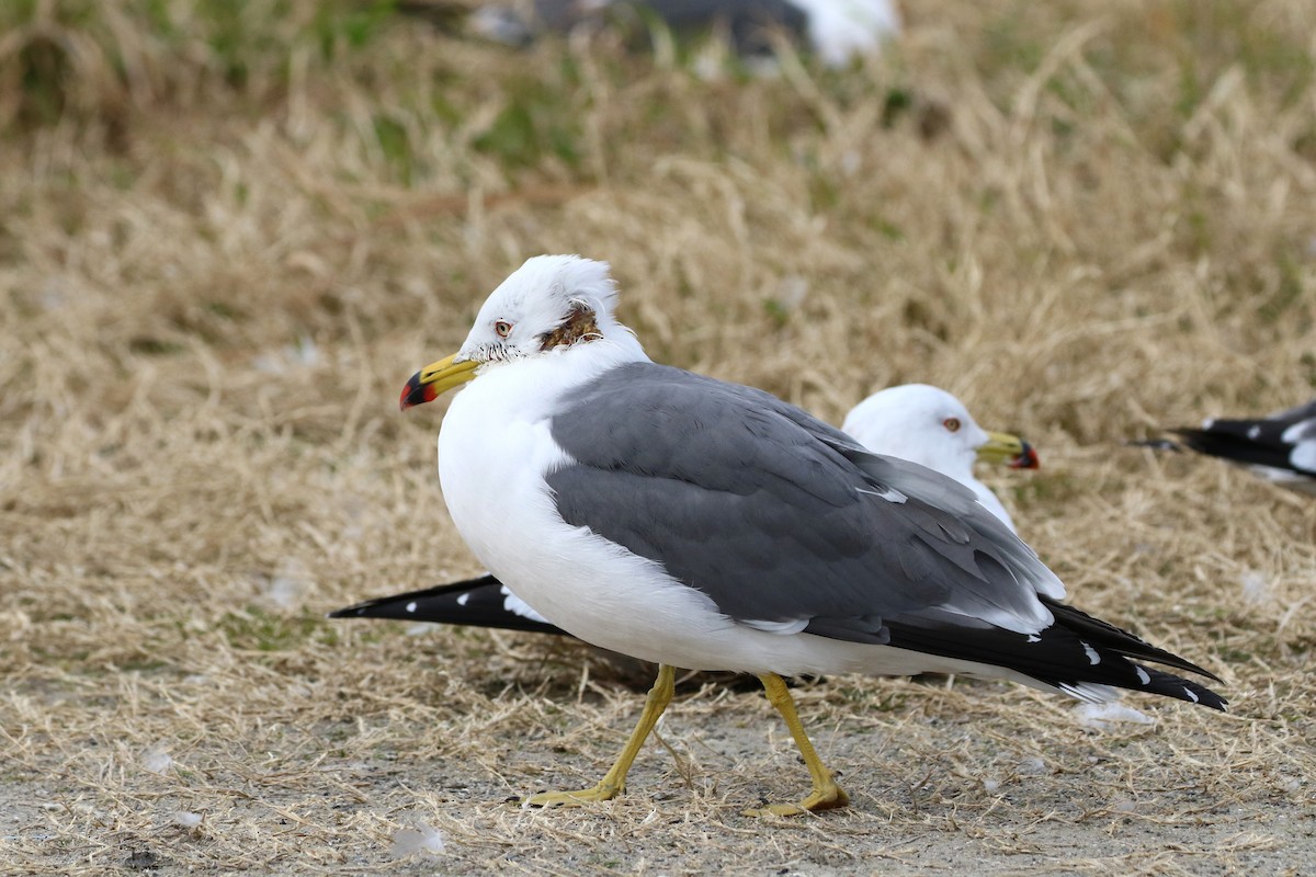 Black-tailed Gull - ML395313471