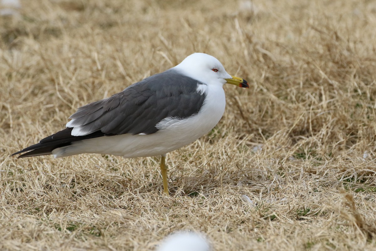 Black-tailed Gull - ML395313501