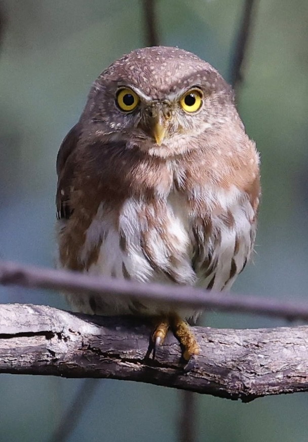 Colima Pygmy-Owl - ML395314151