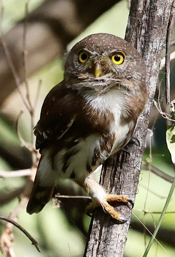 Colima Pygmy-Owl - Jeff Skevington