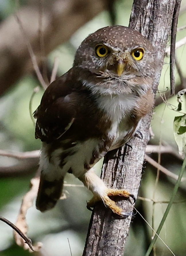 Colima Pygmy-Owl - ML395314171