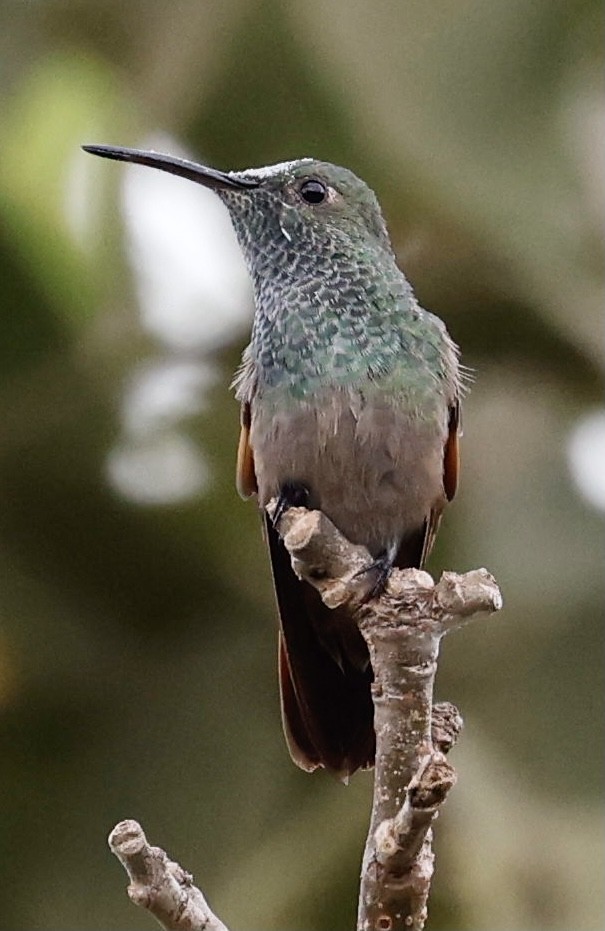 kolibřík mexický - ML395315041