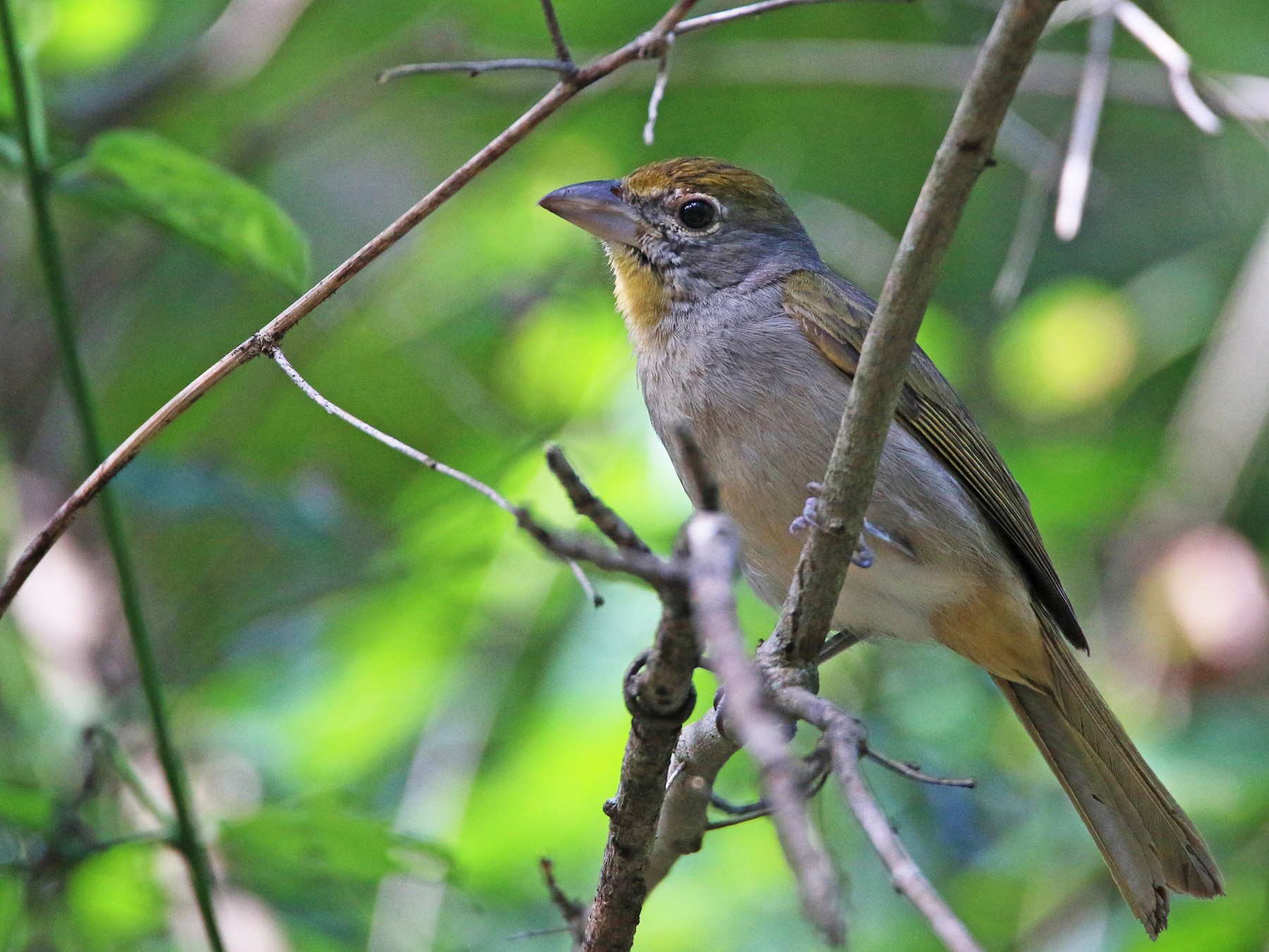 Rose-throated Tanager - eBird