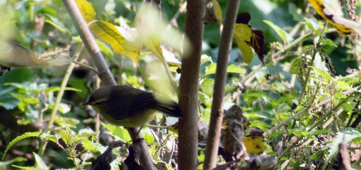 Tickell's Leaf Warbler (Tickell's) - Mohammad Arif khan