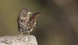 Fox Sparrow