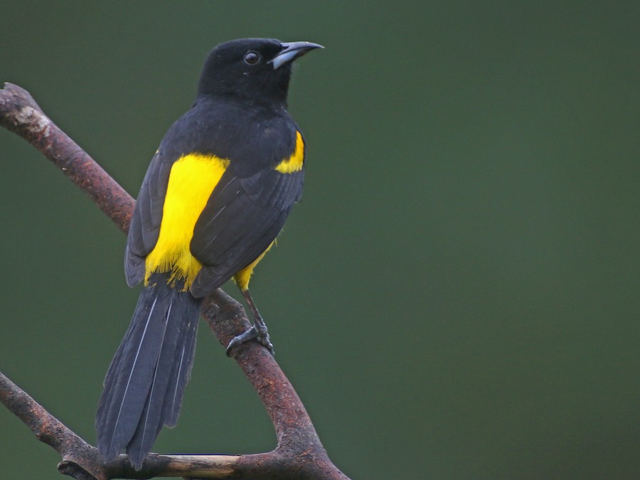 Black Oriole, Animal Database