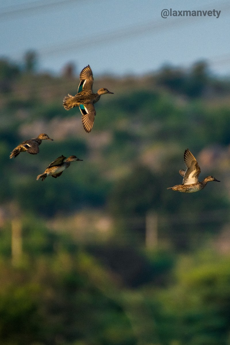 Green-winged Teal - Dr.laxman Vety