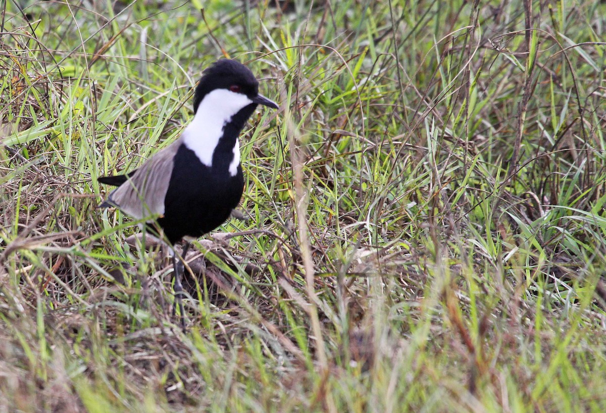Spur-winged Lapwing - ML395327201