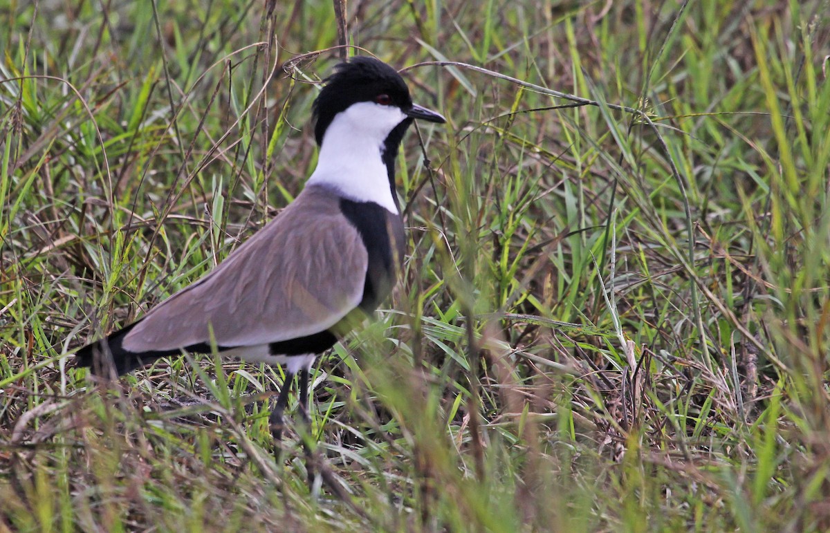 Spur-winged Lapwing - ML395327211