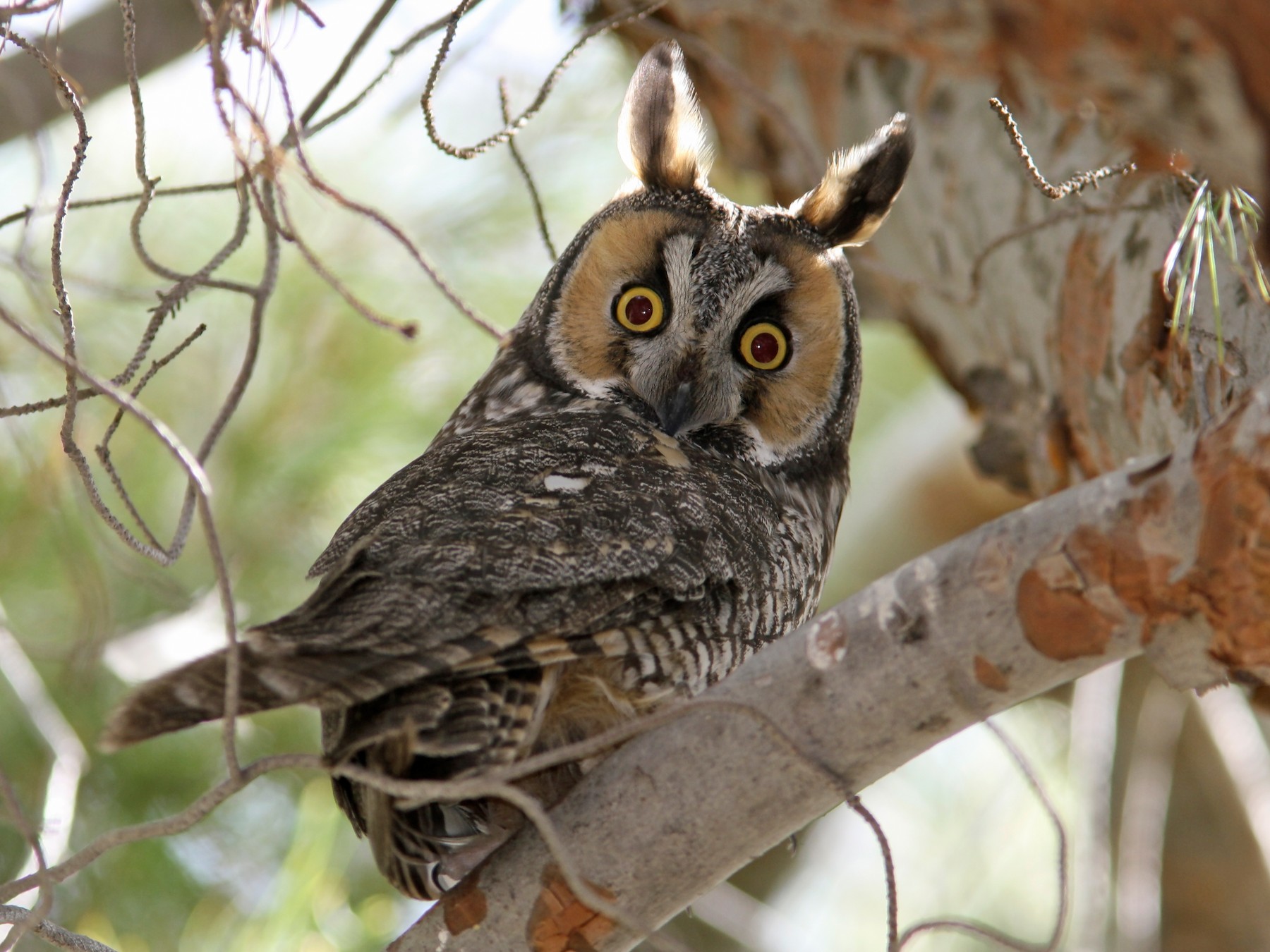 long-eared-owl-ebird