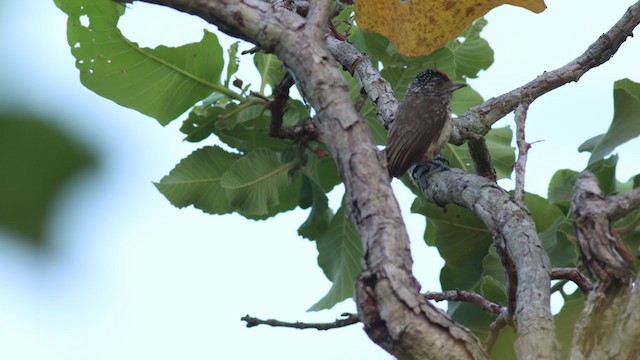 White-wedged Piculet - ML395330941