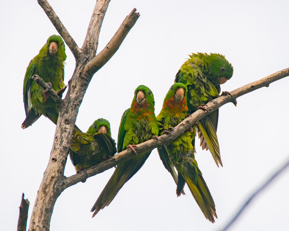Green Parakeet (Red-throated) - ML395335841
