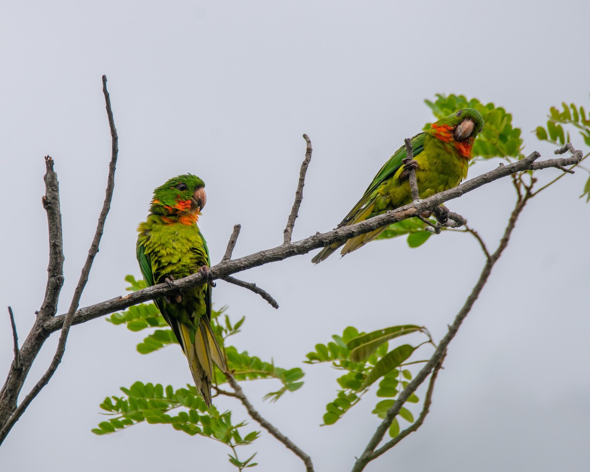 Green Parakeet (Red-throated) - ML395335911
