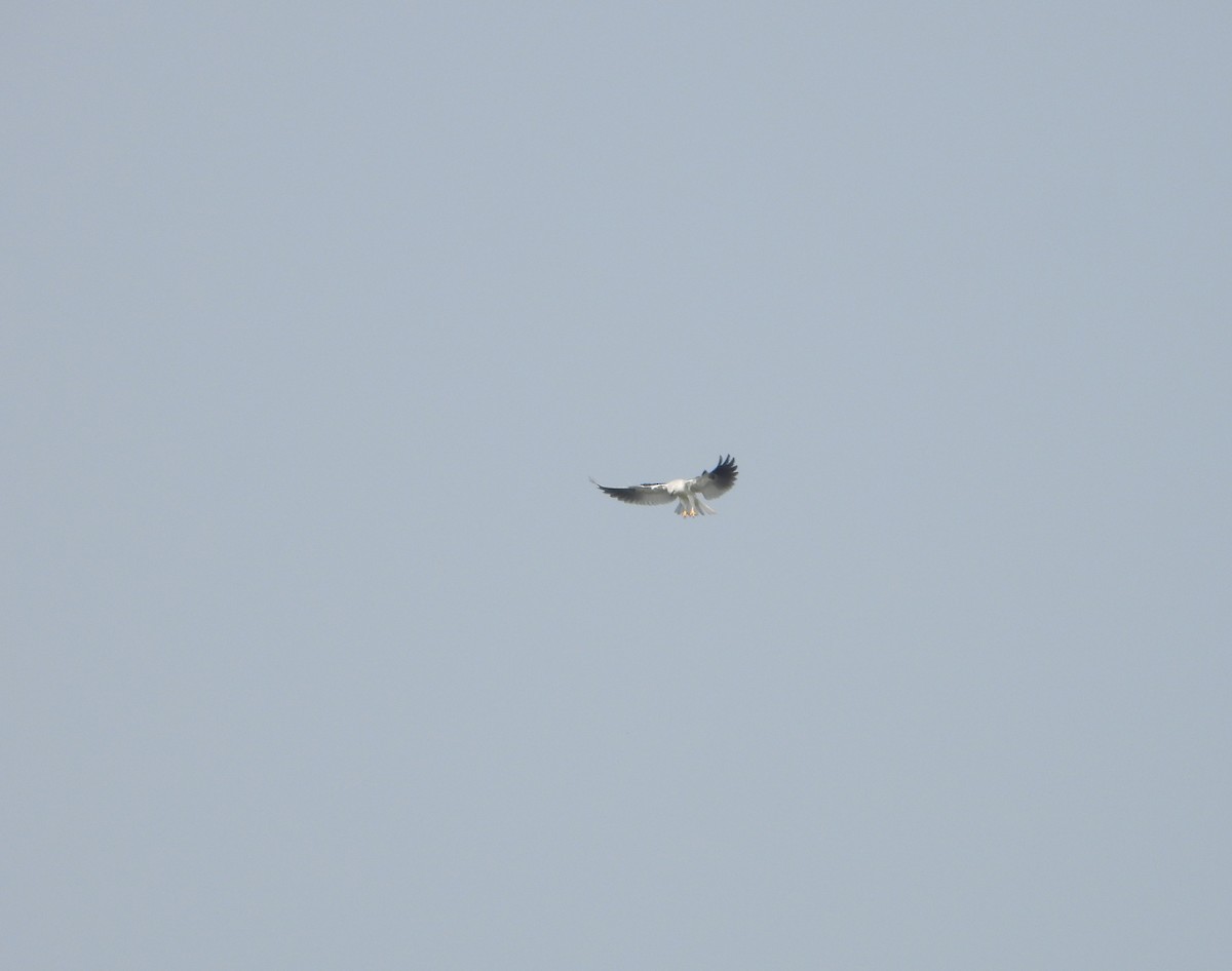 White-tailed Kite - ML395338361