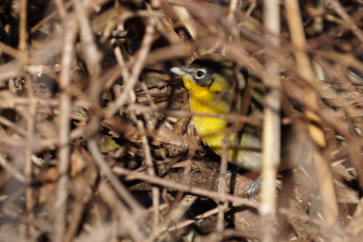Yellow-breasted Chat - ML395339691