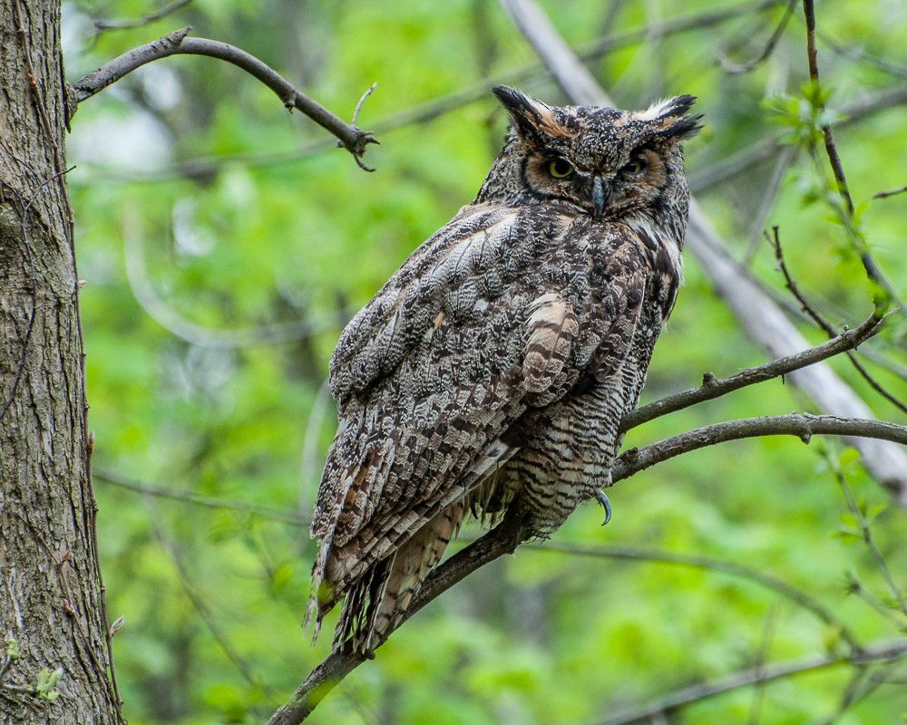 Great Horned Owl - JW  Mills