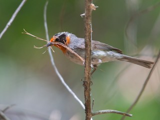  - Red-faced Warbler