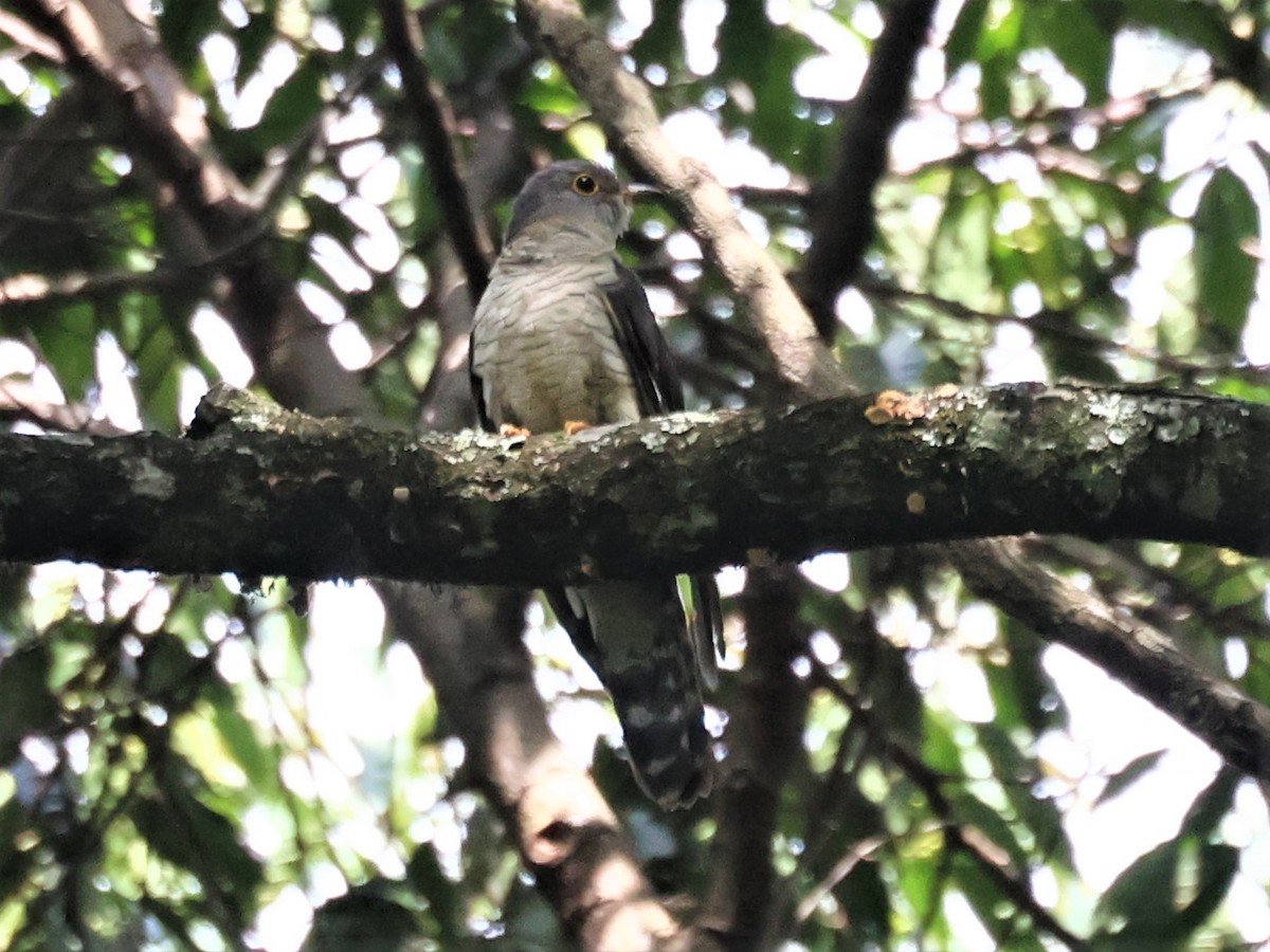 Red-chested Cuckoo - ML395349391
