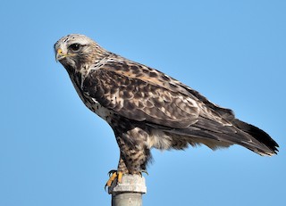 Rough-legged Hawk