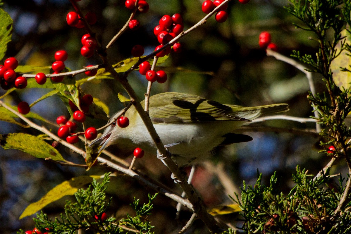 Red-eyed Vireo - Hank Levesque