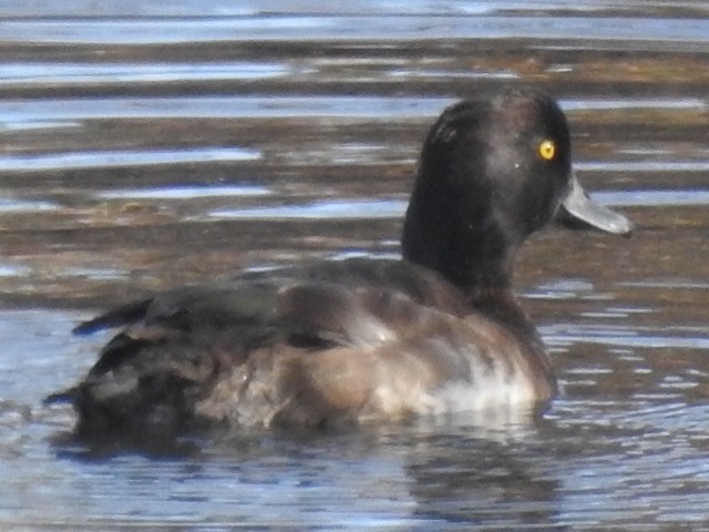 Tufted Duck - ML395359541