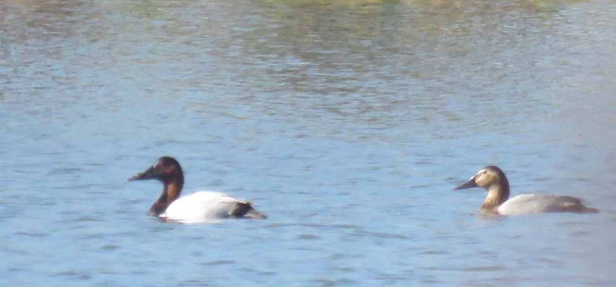 Canvasback - Dick Ross