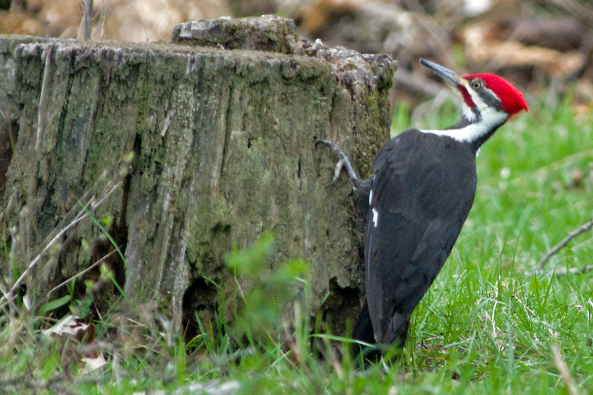 Pileated Woodpecker - ML395361361