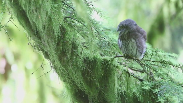 Northern Pygmy-Owl (Pacific) - ML395365241