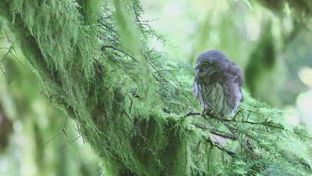 Northern Pygmy-Owl (Pacific) - ML395365611
