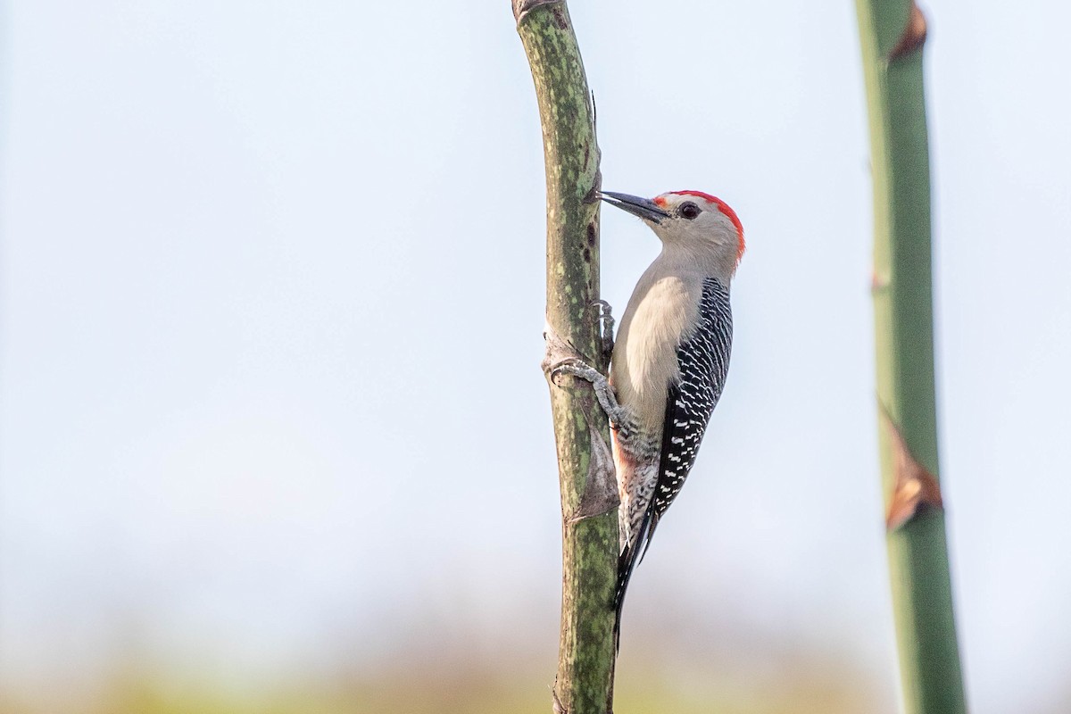 Golden-fronted Woodpecker (Velasquez's) - ML395374021