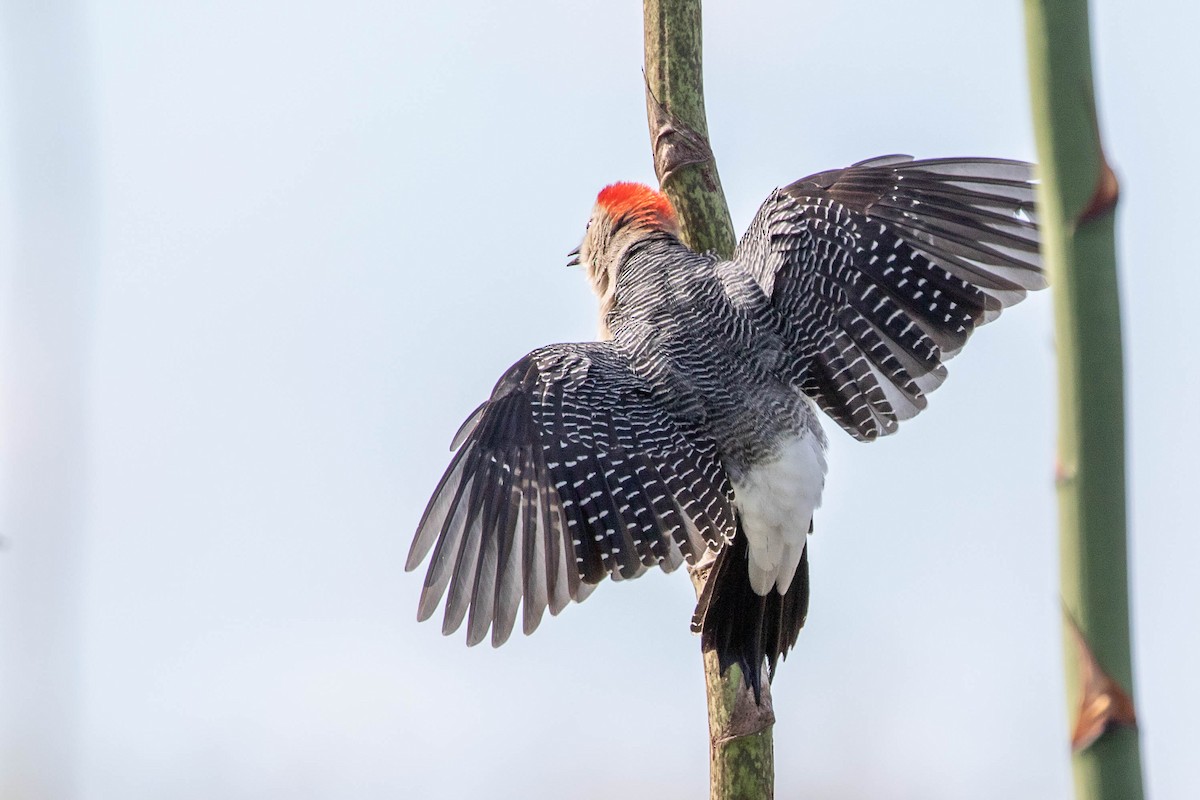 Golden-fronted Woodpecker (Velasquez's) - ML395374051