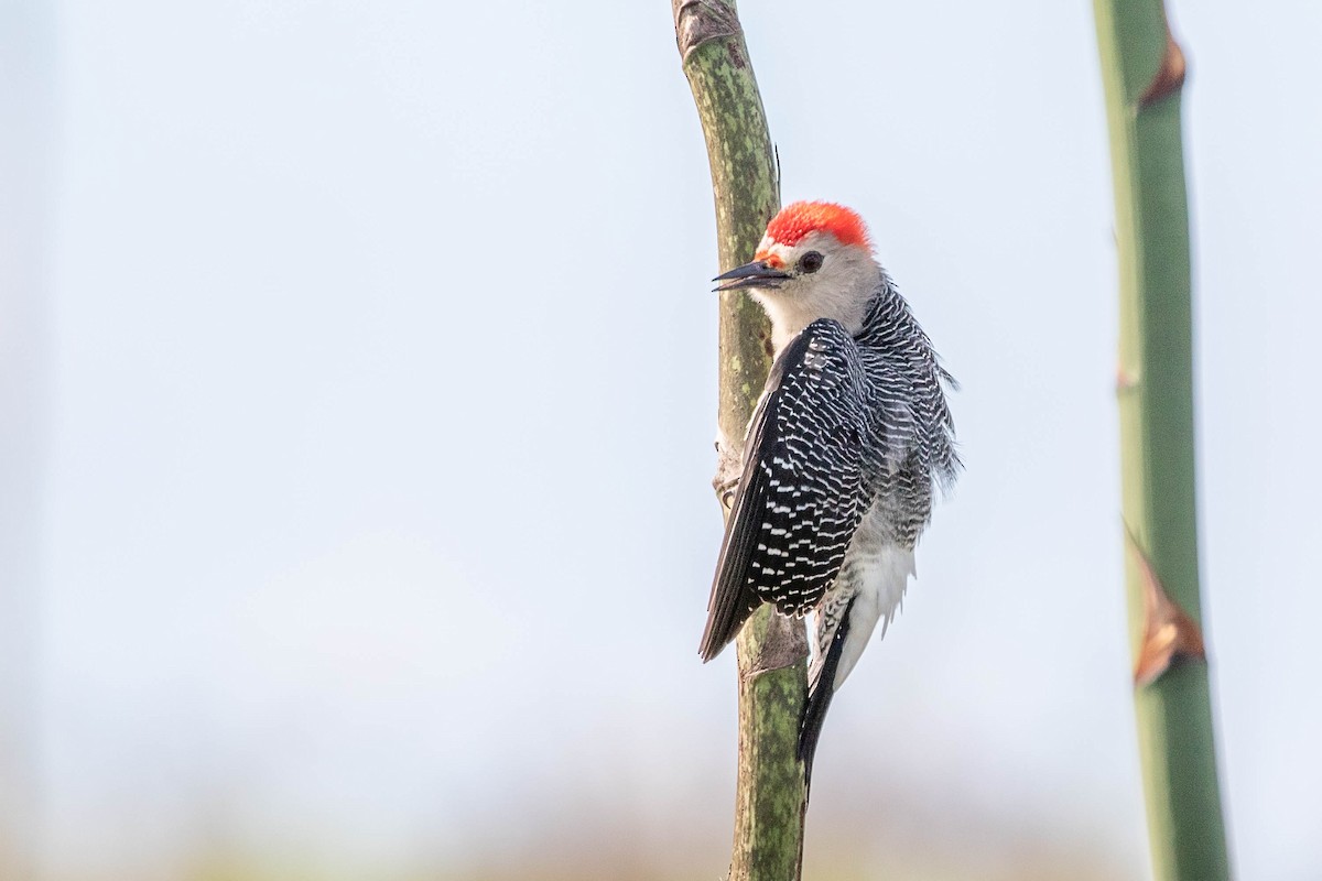 Golden-fronted Woodpecker (Velasquez's) - ML395374061