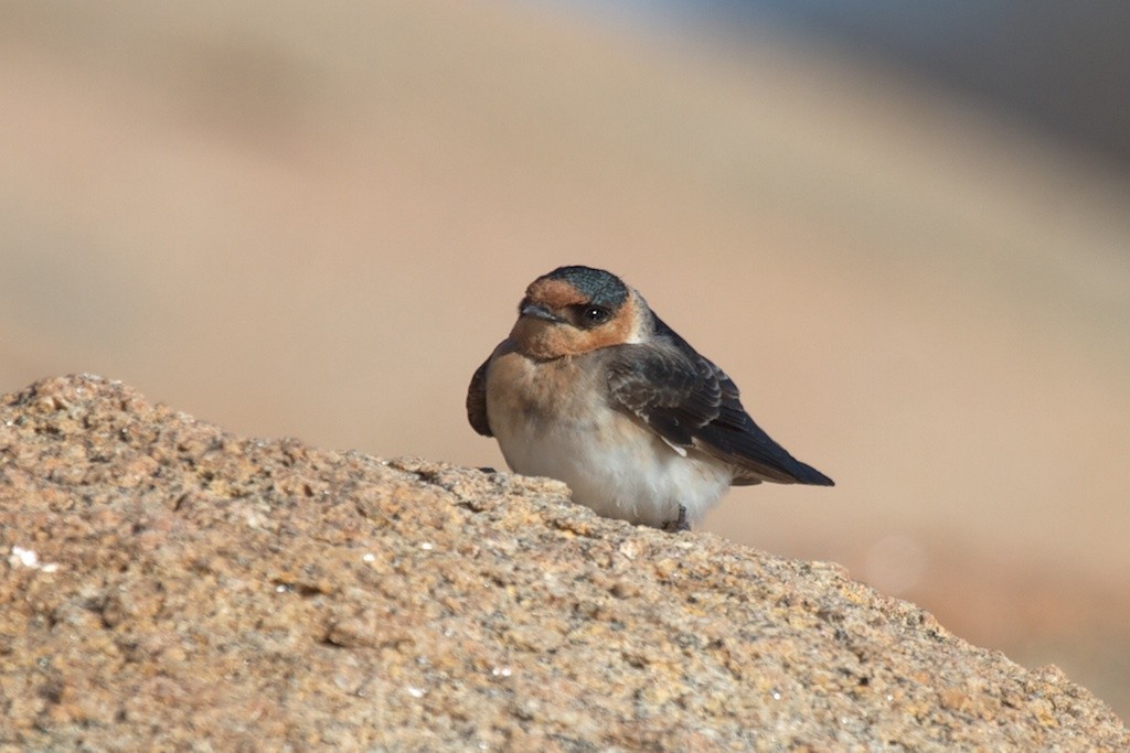 Cave Swallow (Texas) - ML39537651