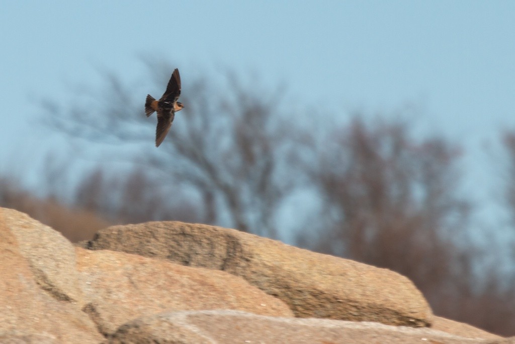 Cave Swallow (Texas) - ML39537671