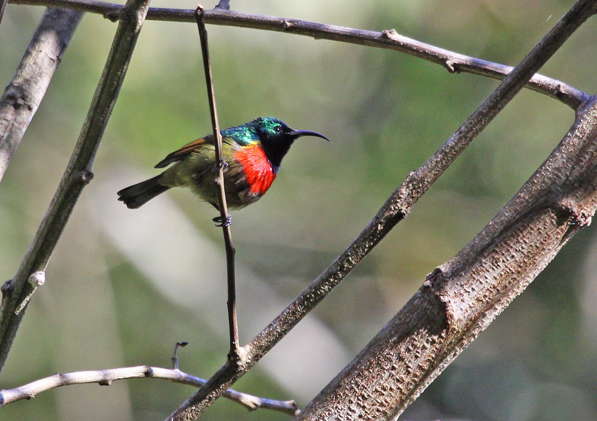 Forest Double-collared Sunbird - ML395379091