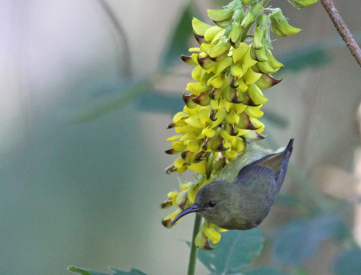 Forest Double-collared Sunbird - ML395379101