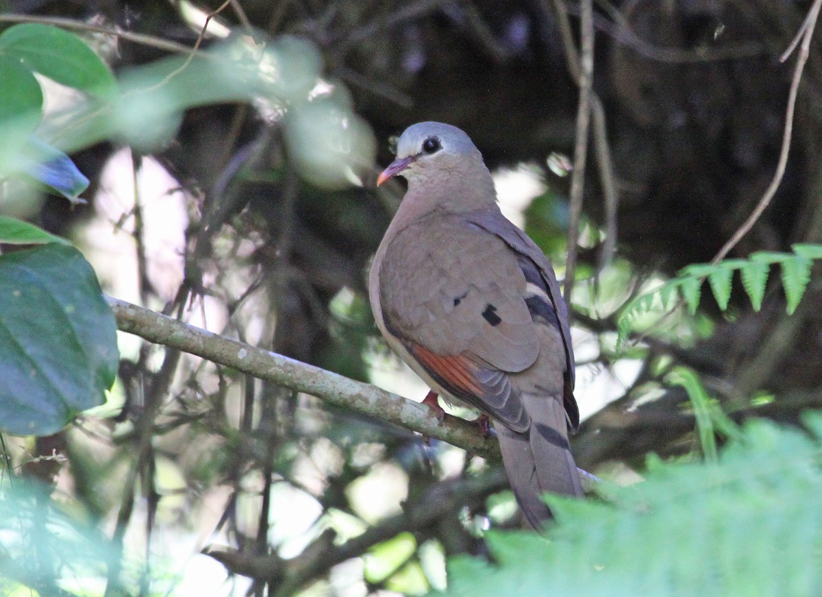 Blue-spotted Wood-Dove - ML395379211