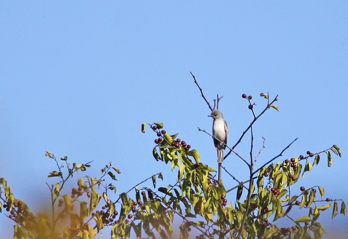 White-breasted Cuckooshrike - ML395381571