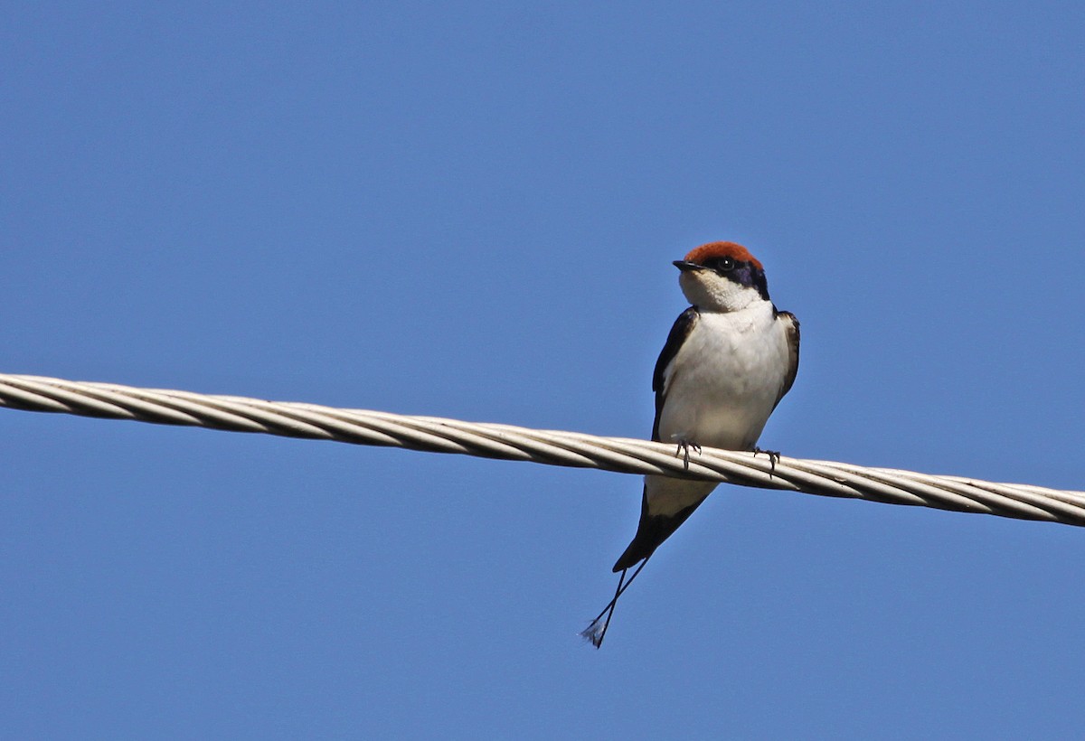 Wire-tailed Swallow - Ricardo Santamaria