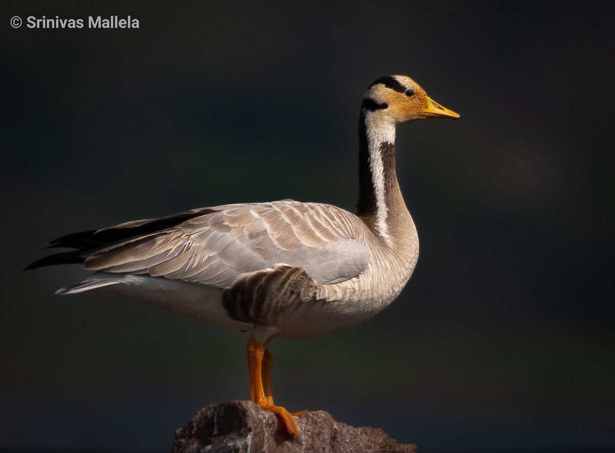 Bar-headed Goose - Srinivas Mallela