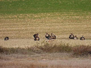 Greater White-fronted Goose, ML395391451