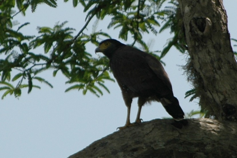 Crested Serpent-Eagle - ML395391801