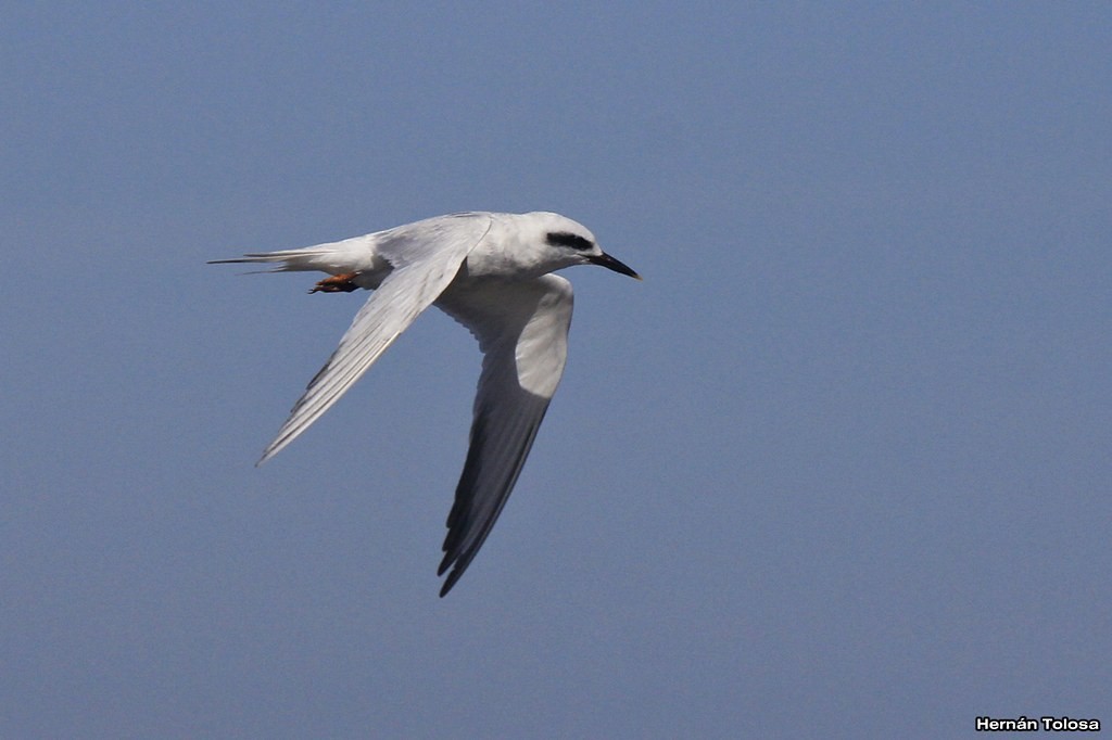 Snowy-crowned Tern - ML39539311