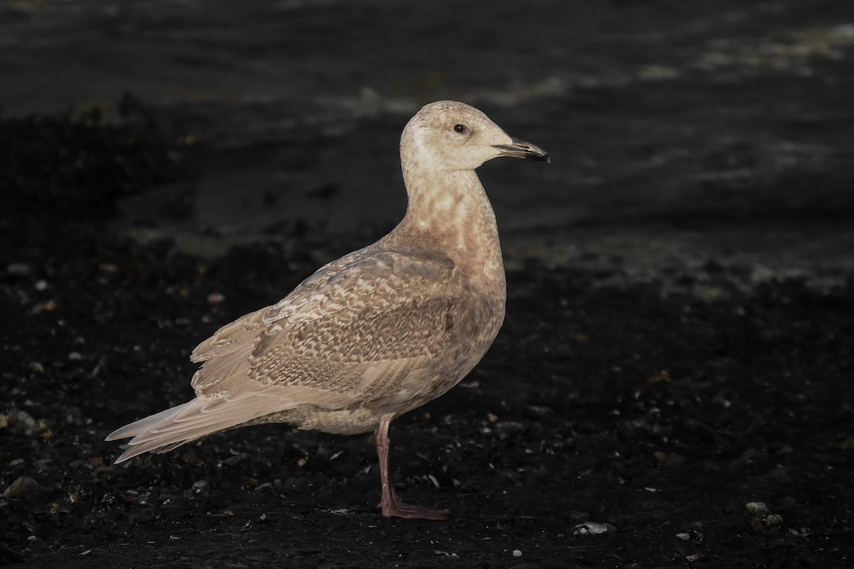 Glaucous-winged Gull - Andy Bankert