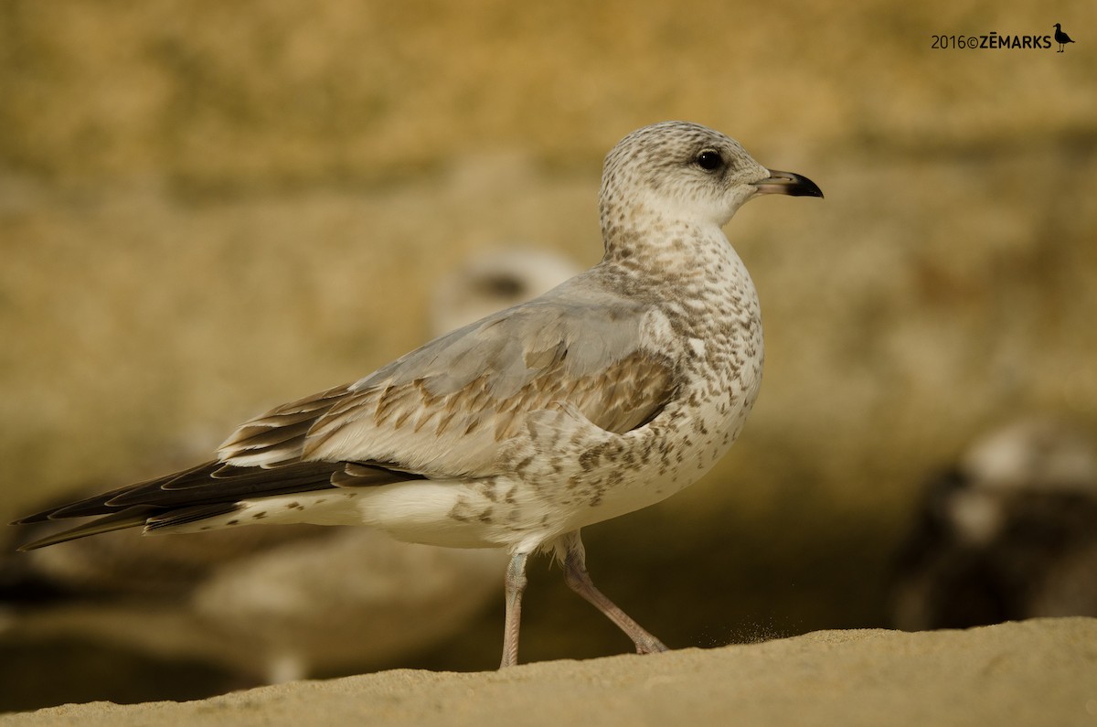 Common Gull - José Marques
