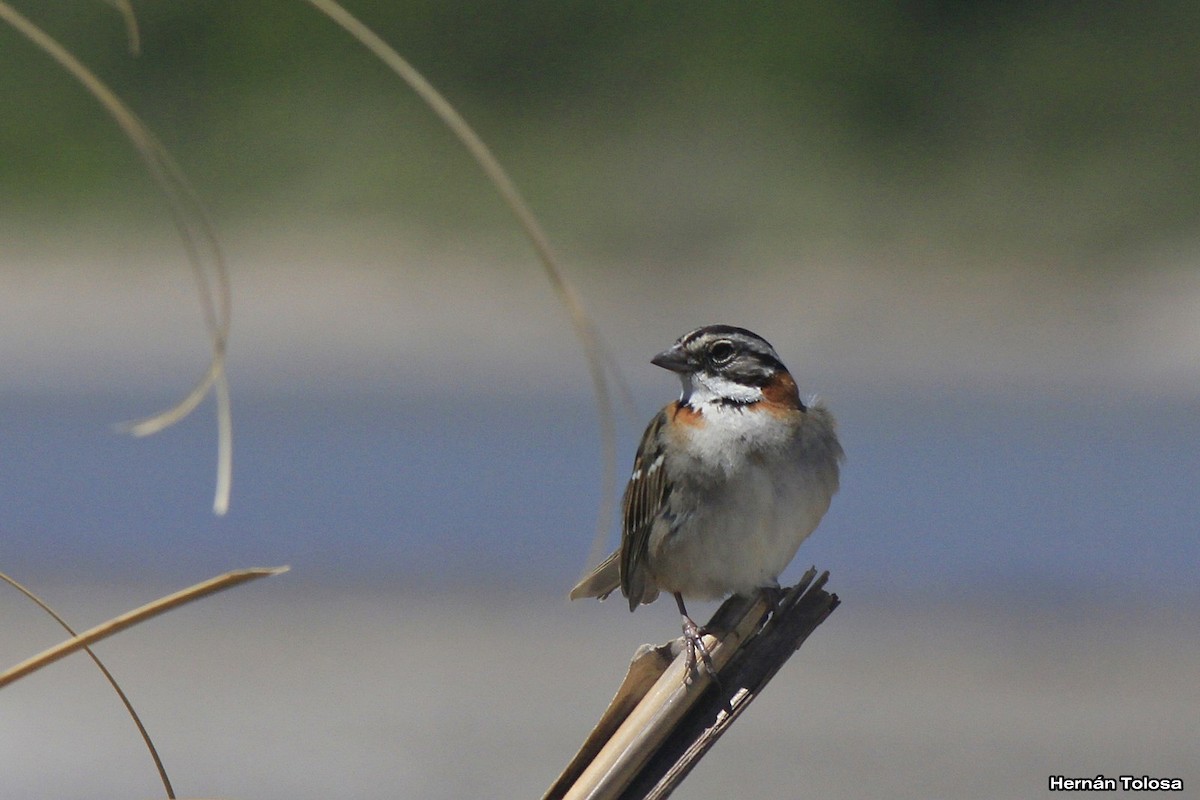 Rufous-collared Sparrow - ML39540371